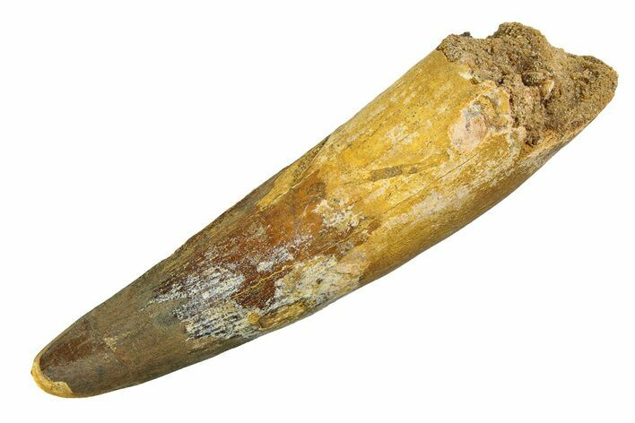 Real Fossil Spinosaurus Tooth - Giant Dinosaur Tooth #351493